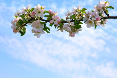 Çiçeği ağaç dalları ile gökyüzü arka plan.