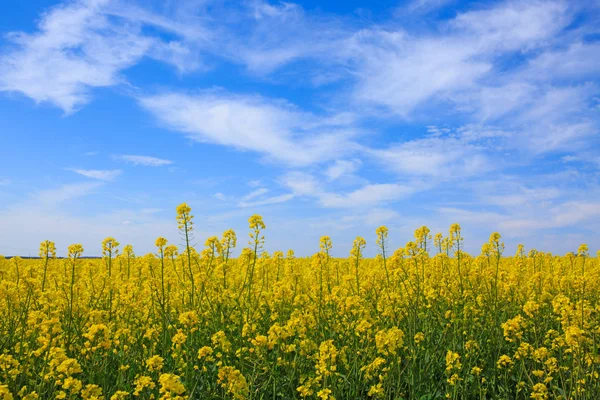 Campo de violación y cielo azul . — Foto de Stock