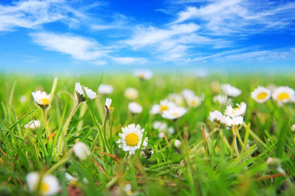 春天雏菊在草地和蓝天. — 图库照片