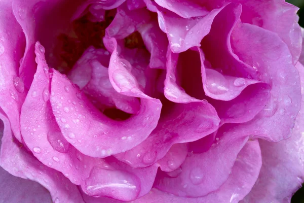 Schöne rosa Rose Nahaufnahme. — Stockfoto