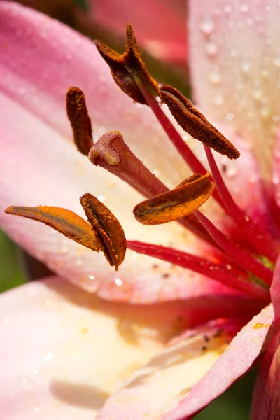 Detailní záběr růžové lilie a vodní kapky. — Stock fotografie