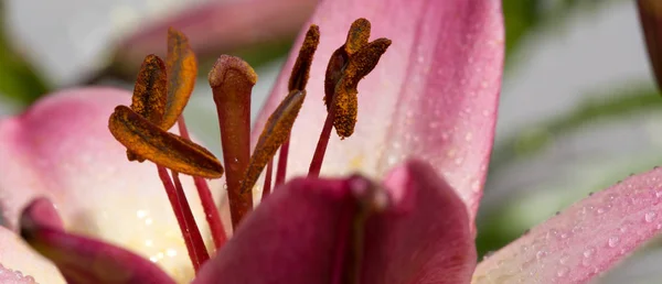 Detailní záběr růžové lilie a vodní kapky. — Stock fotografie