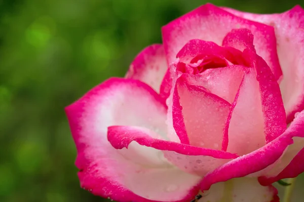 Rosa branca bonita Nostalgia close-up . — Fotografia de Stock