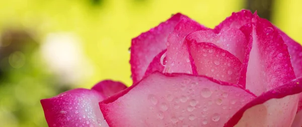 Beautiful white rose Nostalgia closeup. — Stock Photo, Image