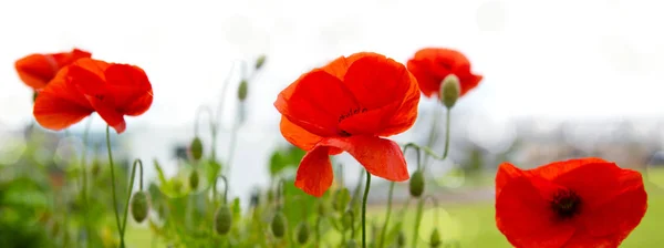 Fiori di papavero isolati su sfondo sfocato — Foto Stock