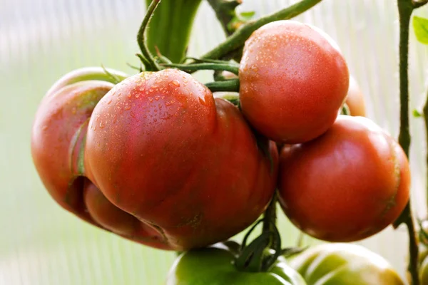 Giant tomatoes growing on the branch — Stock Photo, Image