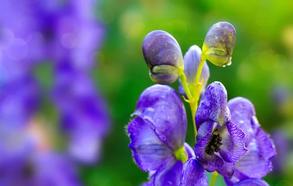 Close-up of a blue delphinium flower in garden. — Stock Photo, Image