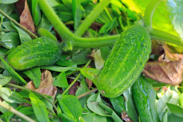 Uborka termesztése a kertben. — Stock Fotó