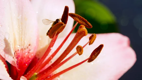 Primer plano de lirio rosa y una avispa . — Foto de Stock