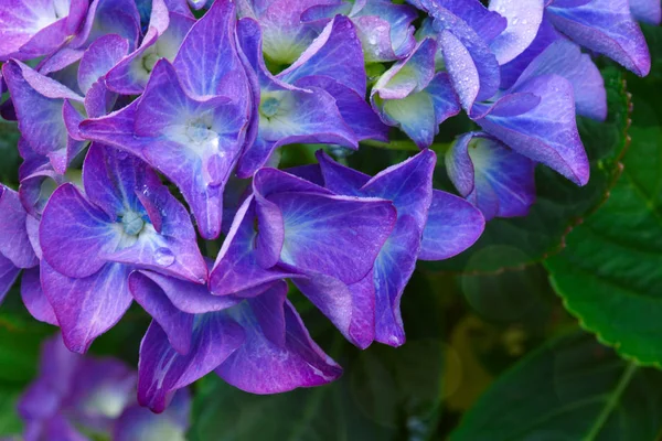 Macro image de fleur d'hortensia bleue . — Photo