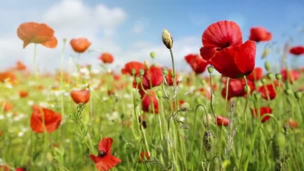 Poppies veld en blauwe lucht. — Stockvideo