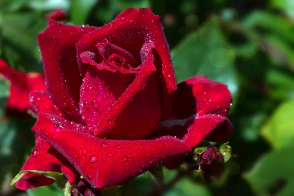Όμορφο κόκκινο τριαντάφυλλο closeup. — Φωτογραφία Αρχείου