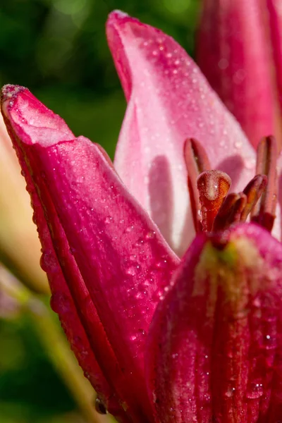 Nahaufnahme von rosa Lilie und Wassertropfen. — Stockfoto