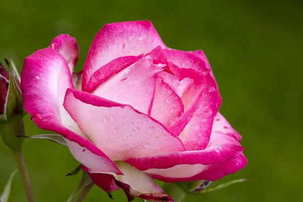 Schöne rosa Rose Nahaufnahme. — Stockfoto