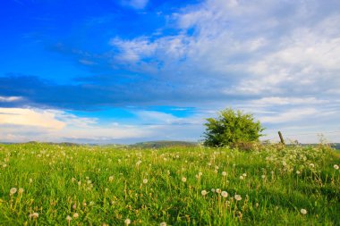 Tek bush ve mavi gökyüzü.