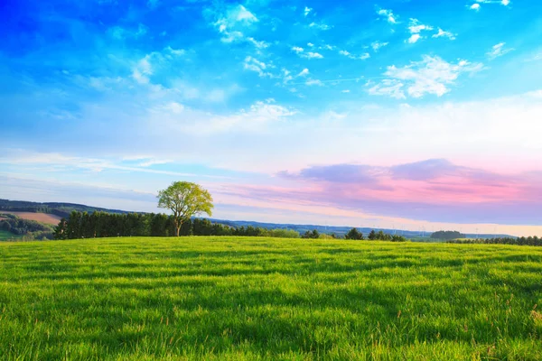 Single tree and blue sky. — Stock Photo, Image