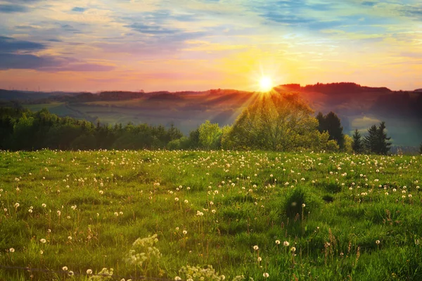 Beautiful sunset over the green large field. — Stock Photo, Image