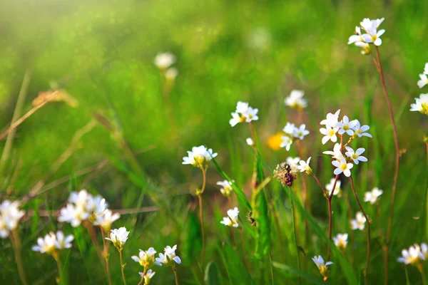 Flores silvestres brancas e grama verde . — Fotografia de Stock