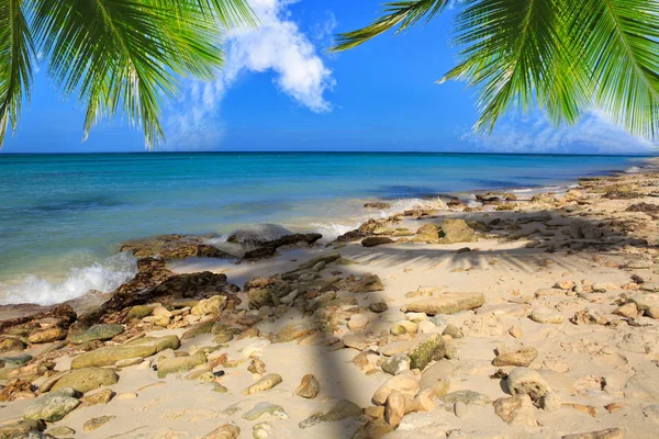 Isla caribeña y hojas de palma  . —  Fotos de Stock