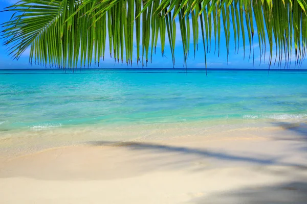 Caribbean sea and palm leaves. — Stock Photo, Image