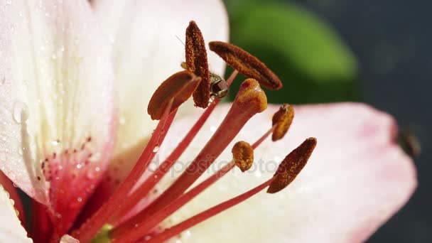 Close up of pink lily and a wasp. — Stock Video