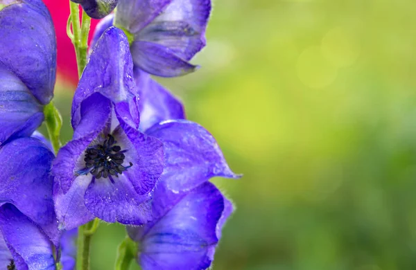 Close-up of a blue delphinium flower in garden. — Stock Photo, Image