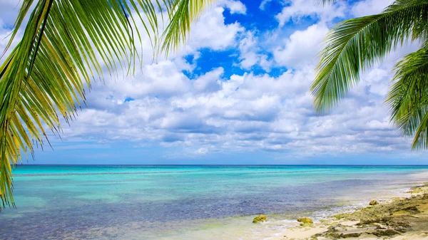 Mar das Caraíbas e palmas . — Fotografia de Stock
