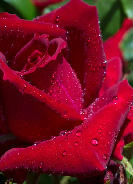 Vacker röd ros närbild. — Stockfoto
