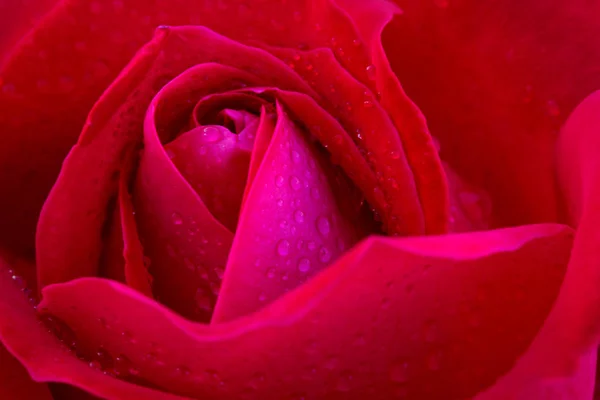 Bela rosa vermelha close-up. — Fotografia de Stock