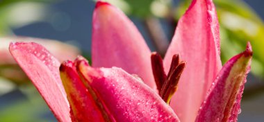 Pembe lily ve su damlaları yakın çekim.