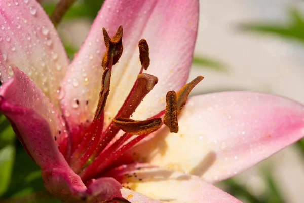 Detailní záběr růžové lilie a vodní kapky. — Stock fotografie