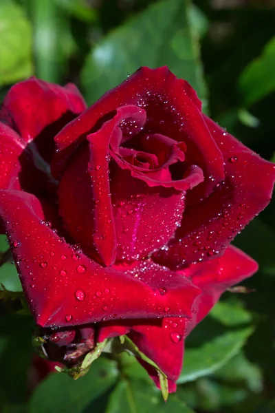 Vacker röd ros närbild. — Stockfoto