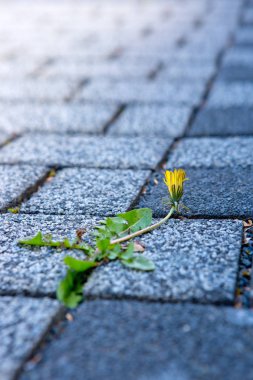Dandelions yerdeki taşları arasında.