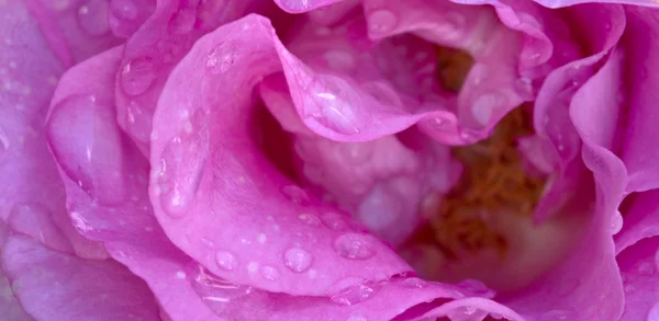 Schöne rosa Rose Nahaufnahme. — Stockfoto