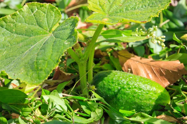 Komkommers kweken in de tuin. — Stockfoto
