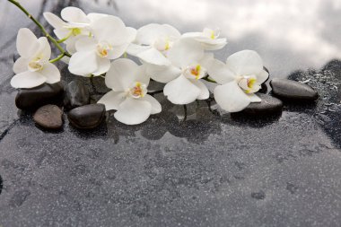 Spa taşlar ve gri arka plan üzerinde beyaz orkide.
