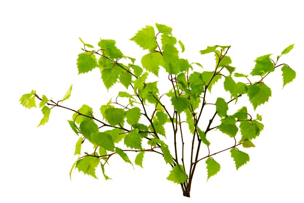 Birch leaves isolated on the white background. — Stock Photo, Image