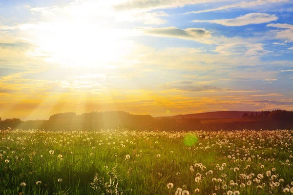 Beautiful sunset over the green large field. — Stock Photo, Image