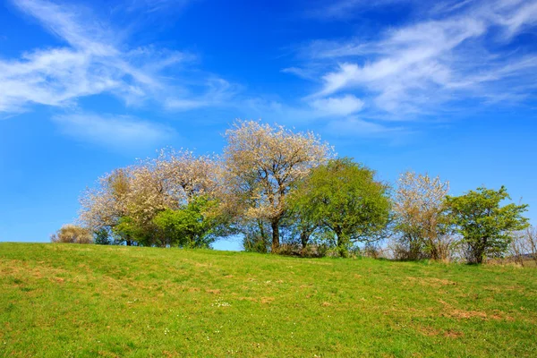 Blommande träd på ängen och blå himmel. — Stockfoto