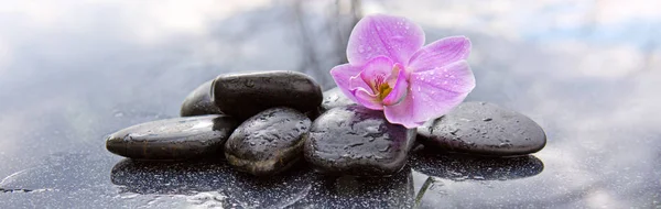 Spa taşlar ve gri arka plan üzerinde pembe orkide. — Stok fotoğraf