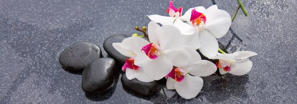 Pedras de spa e orquídea branca no fundo cinza . — Fotografia de Stock