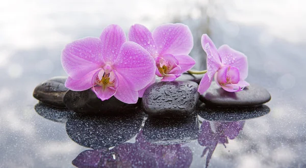 Три розовые орхидеи и черные камни закрываются. . — стоковое фото