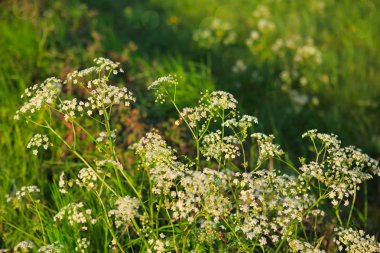 Kır çiçekleri ve yeşil çimen.