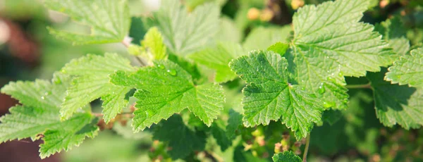 Bush of currant berries — Stock Photo, Image