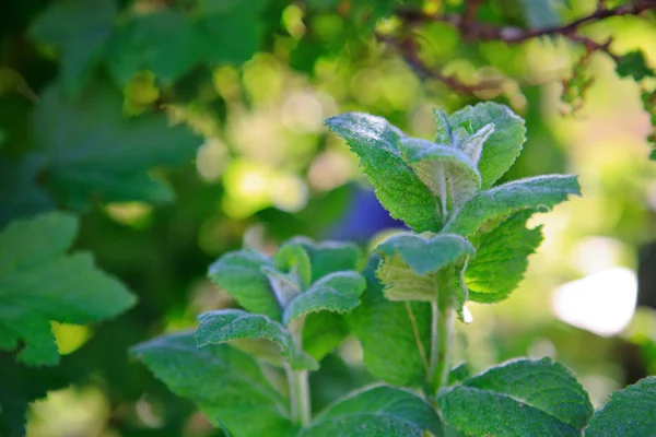 Tutup pandangan dari tanaman peppermint . — Stok Foto