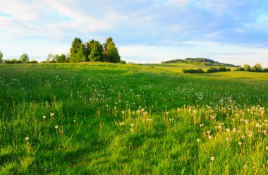 Alan ve bulutlar üzerinde yeşil ağaçlar.
