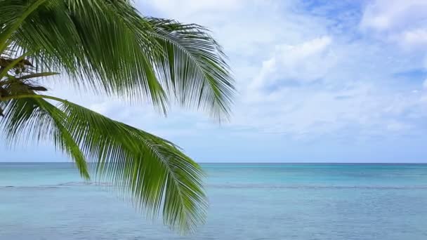 Mer Caraïbes et feuilles de palmier . — Video