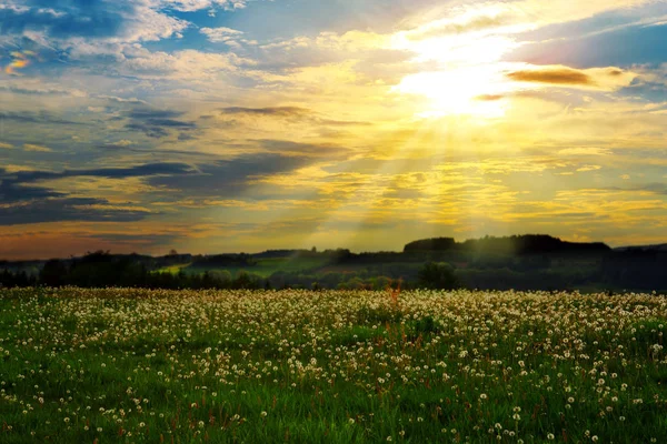 Schöner Sonnenuntergang über dem grünen großen Feld. — Stockfoto