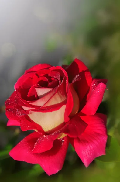 Ανθίζοντας κόκκινο τριαντάφυλλο. — Φωτογραφία Αρχείου