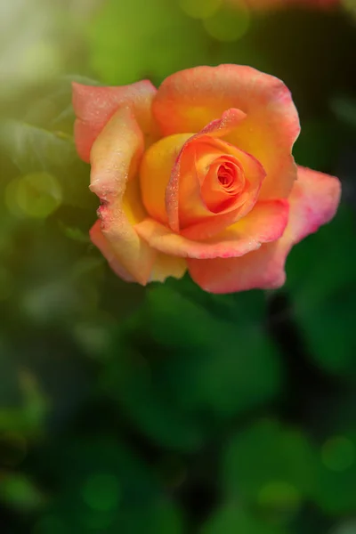 Enstaka blommande orange rose. — Stockfoto
